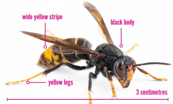 How to identify an asian hornet, murder hornet