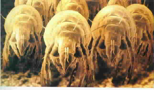 dust mite skin