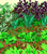 Home and Garden