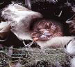 Deer mouse nesting in old chair (4450 bytes)