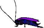 Cockroach