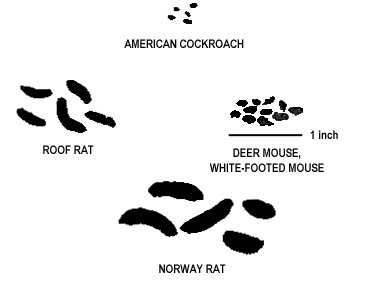 Size of droppings of deer mouse and white footed mouse compared to that of other common pests
