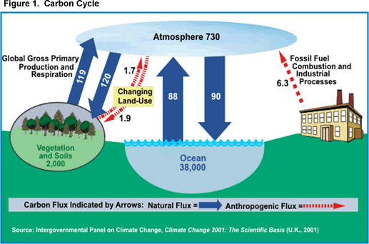 The natural carbon cycle
