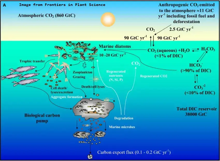 Carbon cycle in oceans