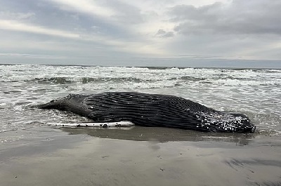 Dead whale on a NJ beach in December 2022